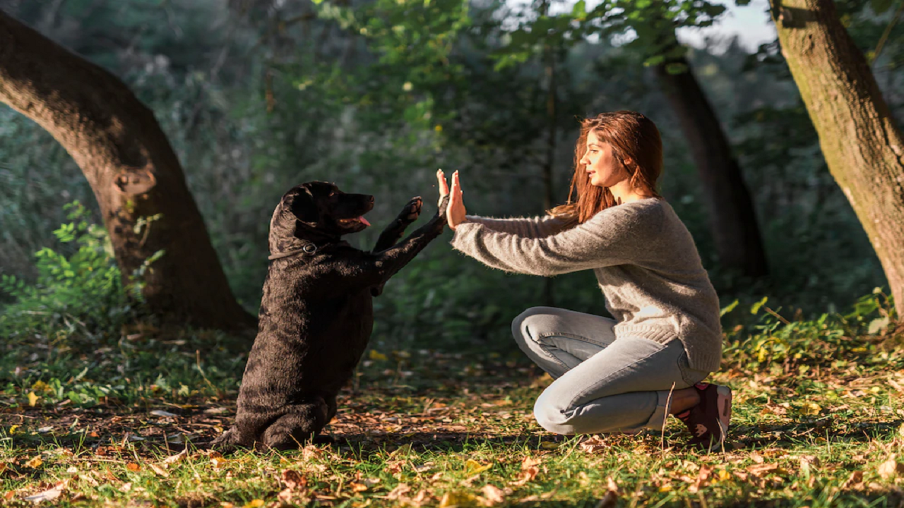 Saiba Como o Adestramento e Psicologia Canina Podem Te Ajudar
